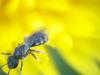 Lasioglossum sp.